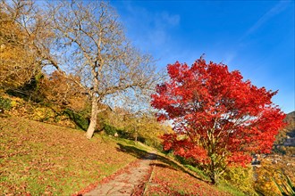 Famous path with public gardens called 'Philosophenweg' in Heidelberg city in Odenwald forest on sunny autumn day