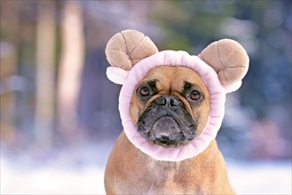 Portrait of adorable French Bulldog dog dressed up with fluffy light pink sheep headband with ram horns