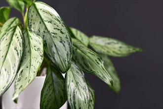 Close up of leaves with beautiful silver pattern of exotic Aglaonema Silver Bay or Silver King house plant