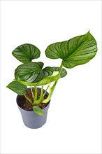 Tropical 'Philodendron Mamei' houseplant with with silver pattern in flower pot on white background