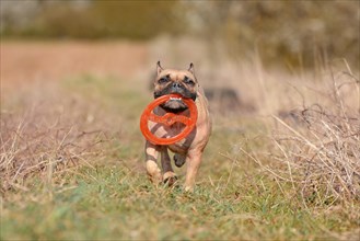 French Bulldog dog playing fetch with a flying disc toy