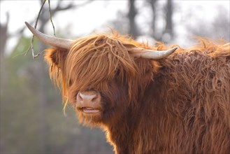 Portrait view of a beautiful Scottish Highland Cattle cow with dark brown long and scraggy fur and horns