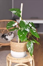 Climbing 'Philodendron White Princess' houseplant with white variegation with spots in basket pot on table