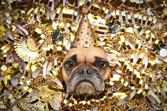New Years Eve Silvester party dog. French Bulldog with party hat sticking out head between shiny golden paper streamers