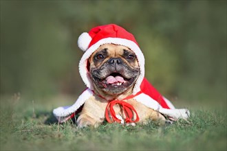 Happy smiling French Bulldog dog wearing a red Christmas Santa cloak with hat while lying down on green grass