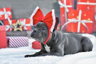 Cute young blue French Bulldog dog wearing red Christmas ribbon on head in front of seasonal gift boxes