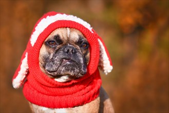 Funny French Bulldog dog with tooth sticking out wearing a knitted red hat with rabbit ears