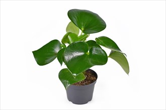 Tropical Peperomia Polybotrya houseplant with thick heart shaped leaves isolated on white background