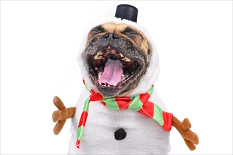 Funny laughing French Bulldog dog dressed up as snowman with full body suit costume with scarf