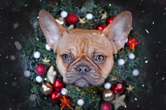 French Bulldog dog wearing Christmas wreath with star and ball tree baubles around neck on dark background with falling snow