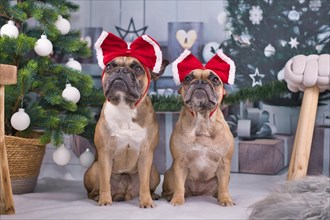 Pair of French Bulldog dogs dressed up with festive red ribbons on heads sitting between Christmas tree with baubles and gift boxes in blurry background