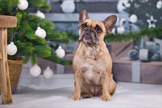 Beautiful French Bulldog dog sitting next to festive Christmas tree with white baubles and gift boxes in blurry background