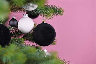 Black velvet Christmas tree bauble hanging from branch of fir tree with other black and white baubles in blurry pink background