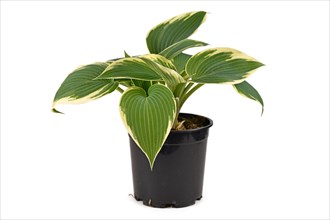Side view of Hosta plant with green leaves and with white edges in black plastic flower pot isolated on white background