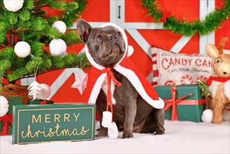 Cute young French Bulldog wearing red Christmas Santa cape in front of seasonal decoration