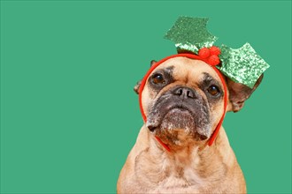 Fawn colored French Bulldog dog with Christmas mistletoe headband on green background