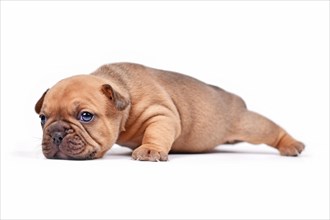 Crawling red fawn colored French Bulldog dog puppy on white background