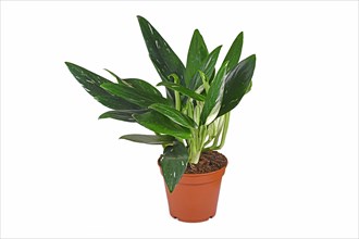 Exotic 'Monstera Standleyana' houseplant with white variagated leaves in pot on white background
