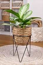 Tropical 'Aglaonema Silver Bay' houseplant with silver pattern in basket pot in boho style living room