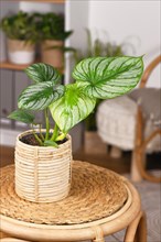 Exotic 'Philodendron Mamei' houseplant with silver pattern in basket flower pot on table in boho style living room