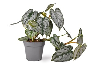 Exotic 'Philodendron Brandtianum' houseplant with silver pattern on leaves in flower pot on white background