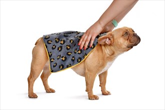French Bulldog dog being wiped dry with towel cloth on white background