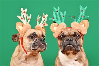 Pair of French Bulldog dogs wearing matching Christmas reindeer antlers in front of green background