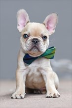 Adorable young lilac fawn colored French Bulldog dog puppy wearing a bow tie sitting in front of gray wall