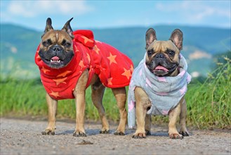 Two French Bulldog dogs wearing warm winter clothing in bathrobe shape made from fleece fabric with star pattern