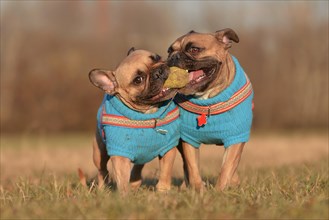 Action shot of two brown French Bulldog dogs wearing matching blue sweaters running towards camera while holding ball toy together in their muzzles