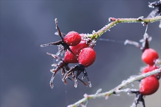 Red rose hips covered in frost on cold winter day