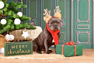 French Bulldog dog with reindeer costume antlers and red winter scarf sitting next to Christmas tree