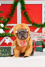 French Bulldog dog wearing funny gingerbread Christmas costume with arms surrounded by festive decoration