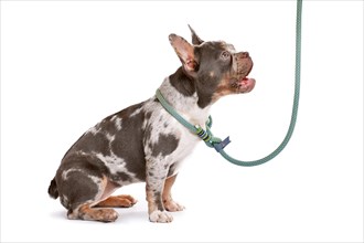 Merle tan French Bulldog dog wearing collar with rope retriever leash on white background