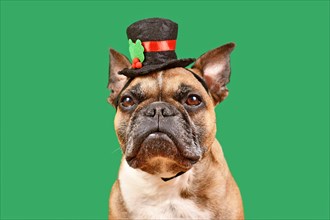 Fawn colored French Bulldog with snowman top hat in front of green background