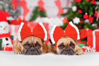 Pair of French Bulldog dogs wearing Christmas ribbon costume on heads in front of seasonal decoration
