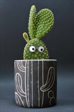 Funny potted microdasys bunny ears cactus