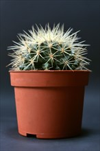golden barrel ball cactus or mother in law cushion in flower pot in front of dark background