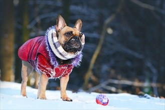 Small fawn female French Bulldog dog with winter scarf and red fur coat standing and looking up in front of toy in winter snow landscape