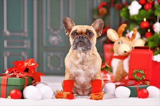 French Bulldog dog wearing red reindeer Christmas socks between seasonal decoration