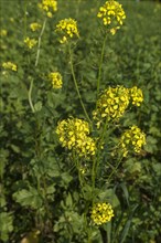 Flowers of wild mustard