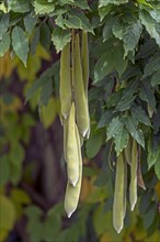Inflorescences of wisterias