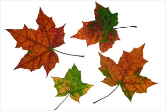 Colourful autumn leaves of maple