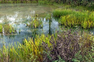 Reed on an autumn carp pond