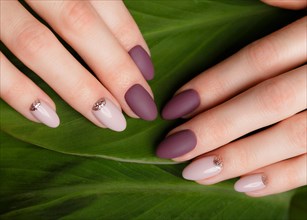 Tender neat manicure on female hands on a background of green leaves. Nail design