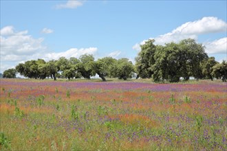 Dehasa with flower meadow near Oliva de Plasencia