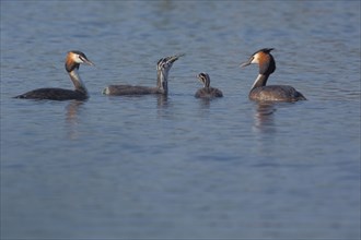 Family Great Crested Grebe