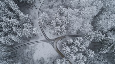 Drone image of a coniferous forest in winter