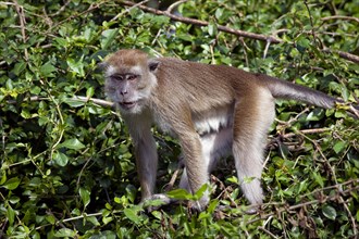 The Crab-eating Macaque