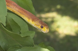 Everglades rat snake